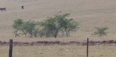 Vachellia karroo