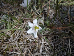 Oxalis laciniata