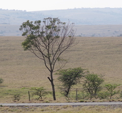 Acacia mearnsii