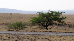 Vachellia karroo