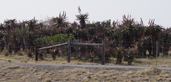 Aloe ferox