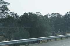 Acacia mearnsii