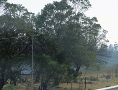Acacia mearnsii