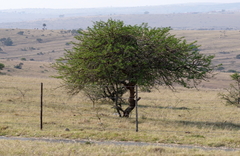 Vachellia karroo