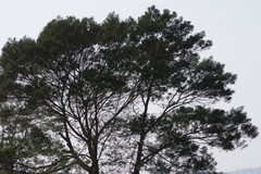 Acacia mearnsii