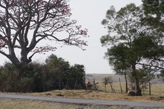 Erythrina caffra