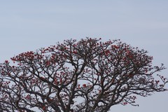 Erythrina caffra