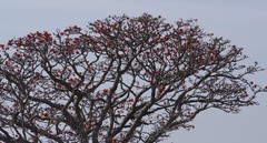 Erythrina caffra