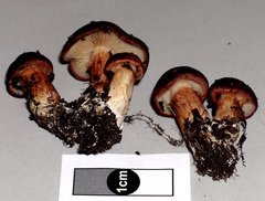 Cortinarius eutactus