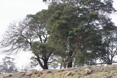 Acacia mearnsii