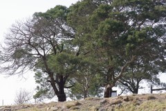 Acacia mearnsii