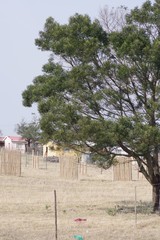 Acacia mearnsii