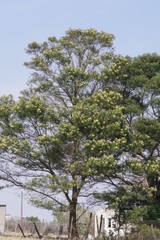 Acacia mearnsii