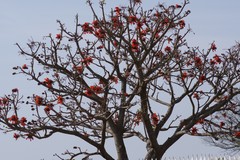 Erythrina caffra