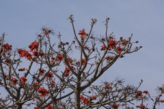 Erythrina caffra