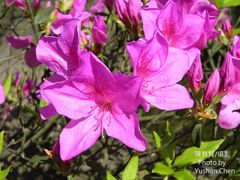 Rhododendron pulchrum phoeniceum