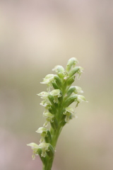 Microtis alboviridis