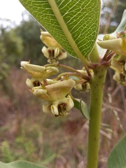 Pachycarpus asperifolius