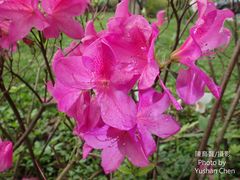 Rhododendron pulchrum phoeniceum