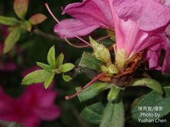 Rhododendron pulchrum phoeniceum