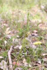 Microtis alboviridis