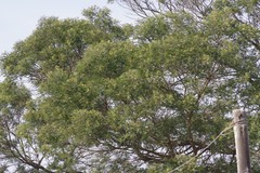 Acacia mearnsii