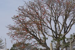 Erythrina caffra