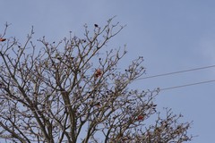 Erythrina caffra