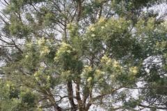 Acacia mearnsii