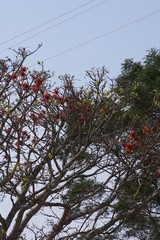 Erythrina caffra