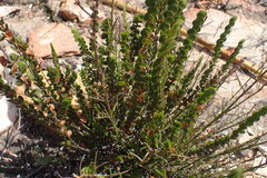 Cliffortia pulchella