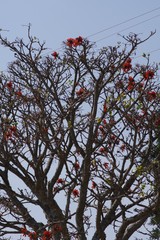 Erythrina caffra
