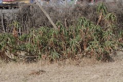 Aloe arborescens