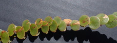 Cliffortia pulchella