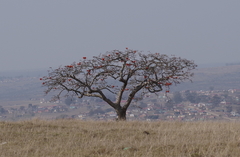 Erythrina caffra