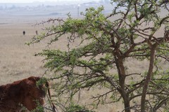 Vachellia karroo