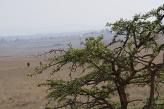 Vachellia karroo