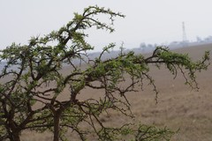 Vachellia karroo