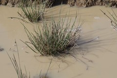 Afroscirpoides dioeca