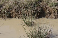 Afroscirpoides dioeca