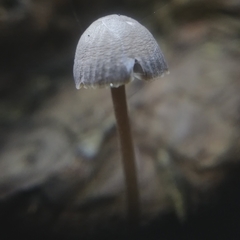 Marasmiineae
