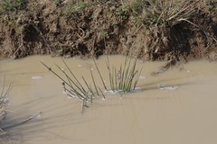 Afroscirpoides dioeca