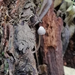 Marasmiineae