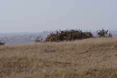 Aloe arborescens