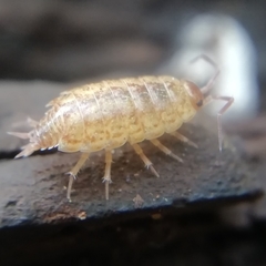Philoscia