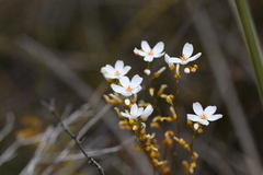 Drosera myriantha