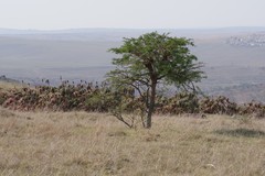 Vachellia karroo