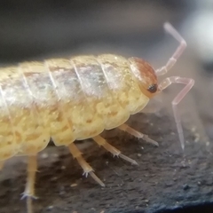 Philoscia