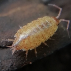 Philoscia