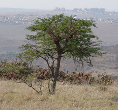 Vachellia karroo